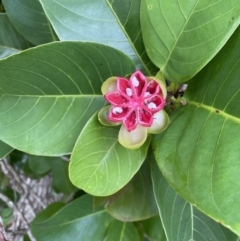 Dillenia alata at Cape Tribulation, QLD - 18 Jan 2023