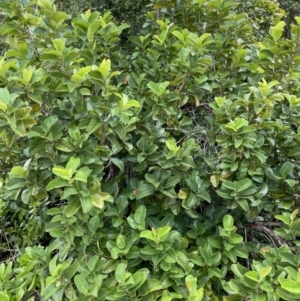 Dillenia alata at Cape Tribulation, QLD - 18 Jan 2023