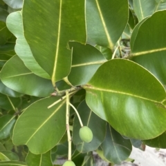 Calophyllum inophyllum (Beach Calophyllum) at Cape Tribulation, QLD - 18 Jan 2023 by Mavis