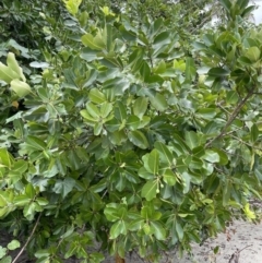 Calophyllum inophyllum at Cape Tribulation, QLD - 18 Jan 2023