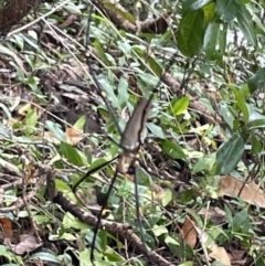 Nephila pilipes (Giant Golden Orb-Weaving Spider) at Cape Tribulation, QLD - 18 Jan 2023 by Mavis