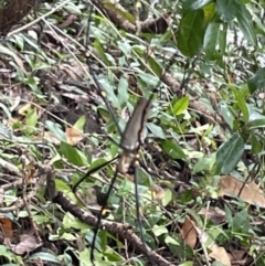 Nephila pilipes at Cape Tribulation, QLD - 18 Jan 2023 by Mavis