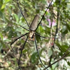 Nephila pilipes at Cape Tribulation, QLD - 18 Jan 2023 12:44 PM