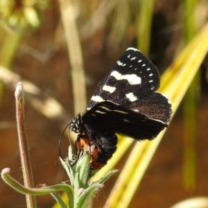 Phalaenoides tristifica at Stromlo, ACT - 17 Jan 2023