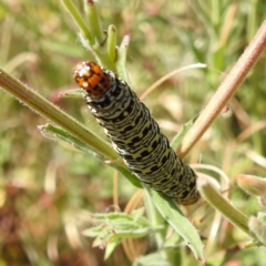 Phalaenoides tristifica (Willow-herb Day-moth) at Lions Youth Haven - Westwood Farm A.C.T. - 16 Jan 2023 by HelenCross