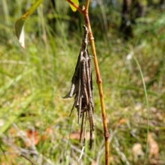 Unidentified Case moth (Psychidae) at Jervis Bay National Park - 16 Jan 2023 by RobG1