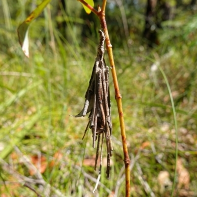 Unidentified Case moth (Psychidae) at Jervis Bay National Park - 16 Jan 2023 by RobG1