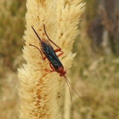 Lissopimpla excelsa (Orchid dupe wasp, Dusky-winged Ichneumonid) at Lions Youth Haven - Westwood Farm A.C.T. - 18 Jan 2023 by HelenCross