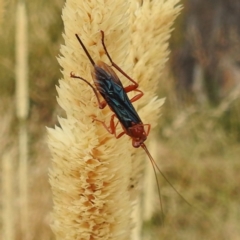 Lissopimpla excelsa at Kambah, ACT - 18 Jan 2023