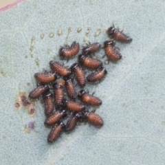 Paropsis aspera (Eucalyptus Tortoise Beetle) at Hawker, ACT - 14 Jan 2023 by AlisonMilton