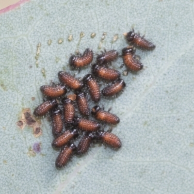 Paropsis aspera (Eucalyptus Tortoise Beetle) at Hawker, ACT - 15 Jan 2023 by AlisonMilton