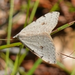 Dichromodes estigmaria (Pale Grey Heath Moth) at Huskisson, NSW - 16 Jan 2023 by RobG1