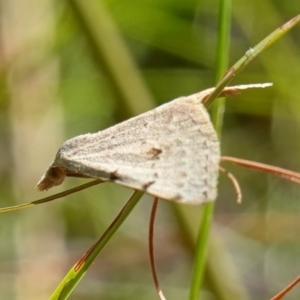 Dichromodes estigmaria at Huskisson, NSW - suppressed