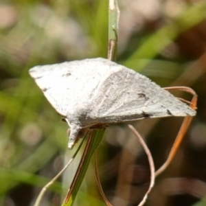 Dichromodes estigmaria at Huskisson, NSW - suppressed