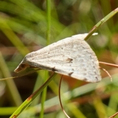 Dichromodes estigmaria at Huskisson, NSW - suppressed