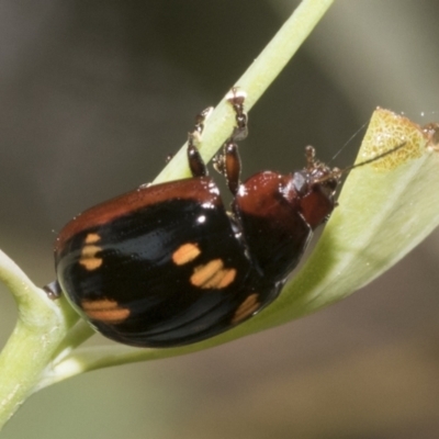 Paropsisterna nigerrima (Leaf beetle, Button beetle) at Hawker, ACT - 13 Jan 2023 by AlisonMilton