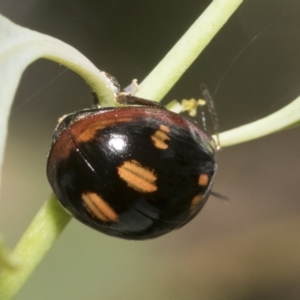 Paropsisterna nigerrima at Hawker, ACT - 14 Jan 2023