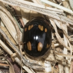 Paropsisterna nigerrima at Hawker, ACT - 14 Jan 2023