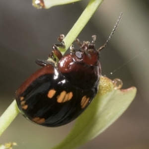 Paropsisterna nigerrima at Hawker, ACT - 14 Jan 2023