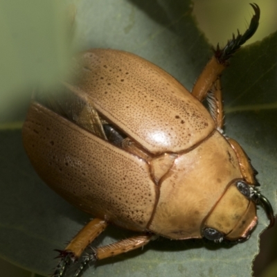 Anoplognathus pallidicollis (Cashew beetle) at Hawker, ACT - 13 Jan 2023 by AlisonMilton