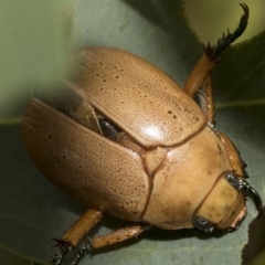 Anoplognathus pallidicollis (Cashew beetle) at Hawker, ACT - 13 Jan 2023 by AlisonMilton