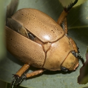 Anoplognathus pallidicollis at Hawker, ACT - 14 Jan 2023