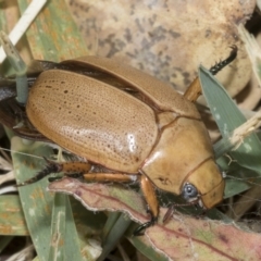 Anoplognathus pallidicollis at Hawker, ACT - 14 Jan 2023