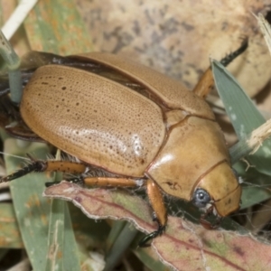 Anoplognathus pallidicollis at Hawker, ACT - 14 Jan 2023