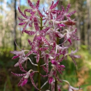 Dipodium variegatum at Huskisson, NSW - suppressed