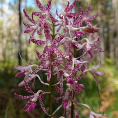 Dipodium variegatum (Blotched Hyacinth Orchid) at Jervis Bay National Park - 16 Jan 2023 by RobG1