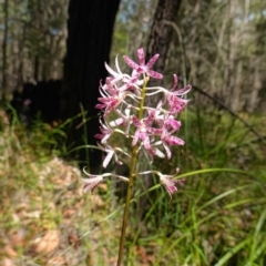 Dipodium variegatum at Huskisson, NSW - suppressed