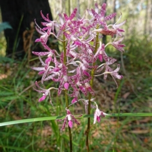 Dipodium variegatum at Huskisson, NSW - suppressed