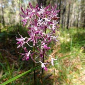 Dipodium variegatum at Huskisson, NSW - suppressed