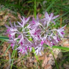 Dipodium variegatum at Huskisson, NSW - suppressed