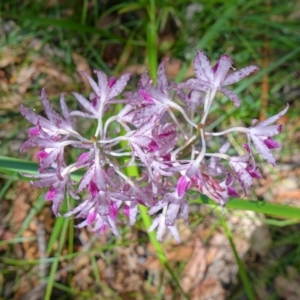 Dipodium variegatum at Huskisson, NSW - suppressed