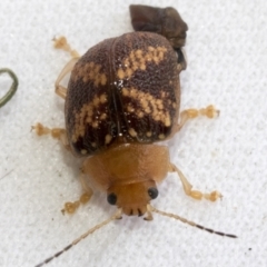 Paropsis aspera (Eucalyptus Tortoise Beetle) at Higgins, ACT - 13 Jan 2023 by AlisonMilton