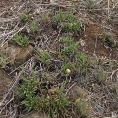 Rutidosis leiolepis (Monaro Golden Daisy) at Cooma Grasslands Reserves - 20 Nov 2018 by AndyRoo