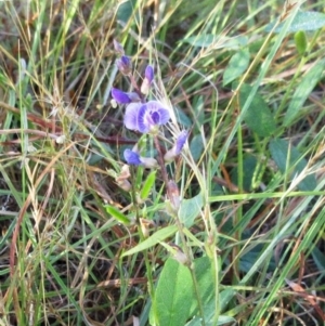 Glycine tabacina at Molonglo Valley, ACT - 17 Jan 2023