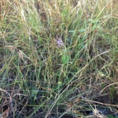 Glycine tabacina at Molonglo Valley, ACT - 17 Jan 2023