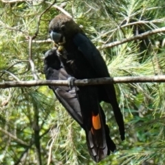 Calyptorhynchus lathami lathami (Glossy Black-Cockatoo) at Jervis Bay National Park - 16 Jan 2023 by RobG1