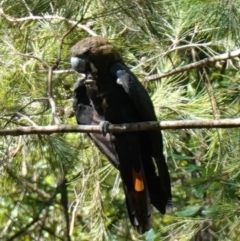 Calyptorhynchus lathami lathami at Huskisson, NSW - 16 Jan 2023