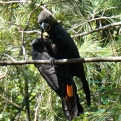 Calyptorhynchus lathami lathami at Huskisson, NSW - 16 Jan 2023