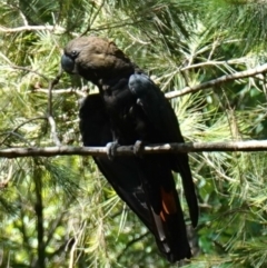 Calyptorhynchus lathami lathami at Huskisson, NSW - 16 Jan 2023