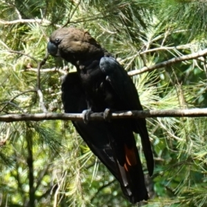 Calyptorhynchus lathami lathami at Huskisson, NSW - 16 Jan 2023