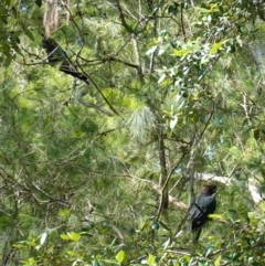 Calyptorhynchus lathami lathami at Huskisson, NSW - 16 Jan 2023