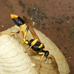 Sceliphron laetum at Crooked Corner, NSW - 15 Jan 2023 01:07 PM