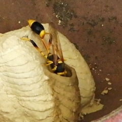 Sceliphron laetum at Crooked Corner, NSW - 15 Jan 2023 01:07 PM