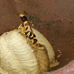 Sceliphron laetum at Crooked Corner, NSW - 15 Jan 2023 01:07 PM