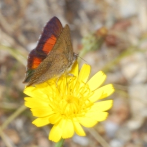 Paralucia aurifera at Wee Jasper, NSW - 17 Jan 2023 11:22 AM