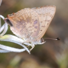 Paralucia aurifera at Wee Jasper, NSW - 17 Jan 2023 11:22 AM